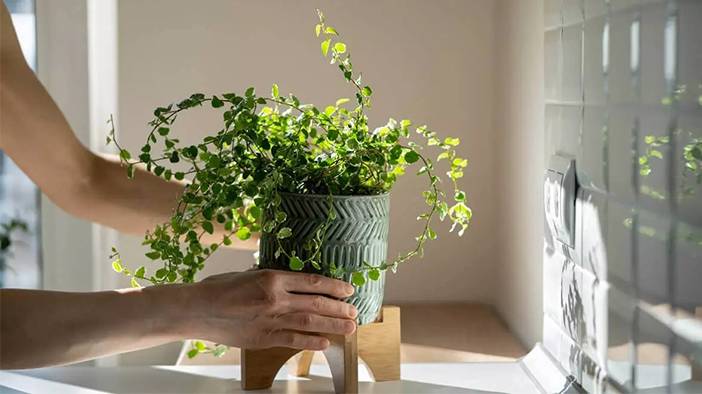 Odasında bulunduran yaşadı: Yapraklarıyla faturayı düşürüyor 7